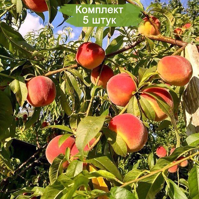 Вишня саженец крупномер. ). Нектарин дерево крым. Сосна черная крымская палласа. Яблоня феникс алтайский.